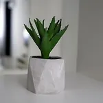 Arkadia